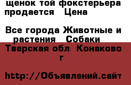 щенок той-фокстерьера продается › Цена ­ 25 000 - Все города Животные и растения » Собаки   . Тверская обл.,Конаково г.